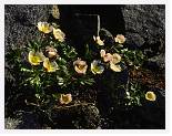 Saxifraga caespitosa * Tufted Saxifrage - Mt Sula, Iceland - Aug 1996 * 4024 x 3148 * (3.43MB)